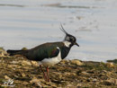 Lapwing - Czajka